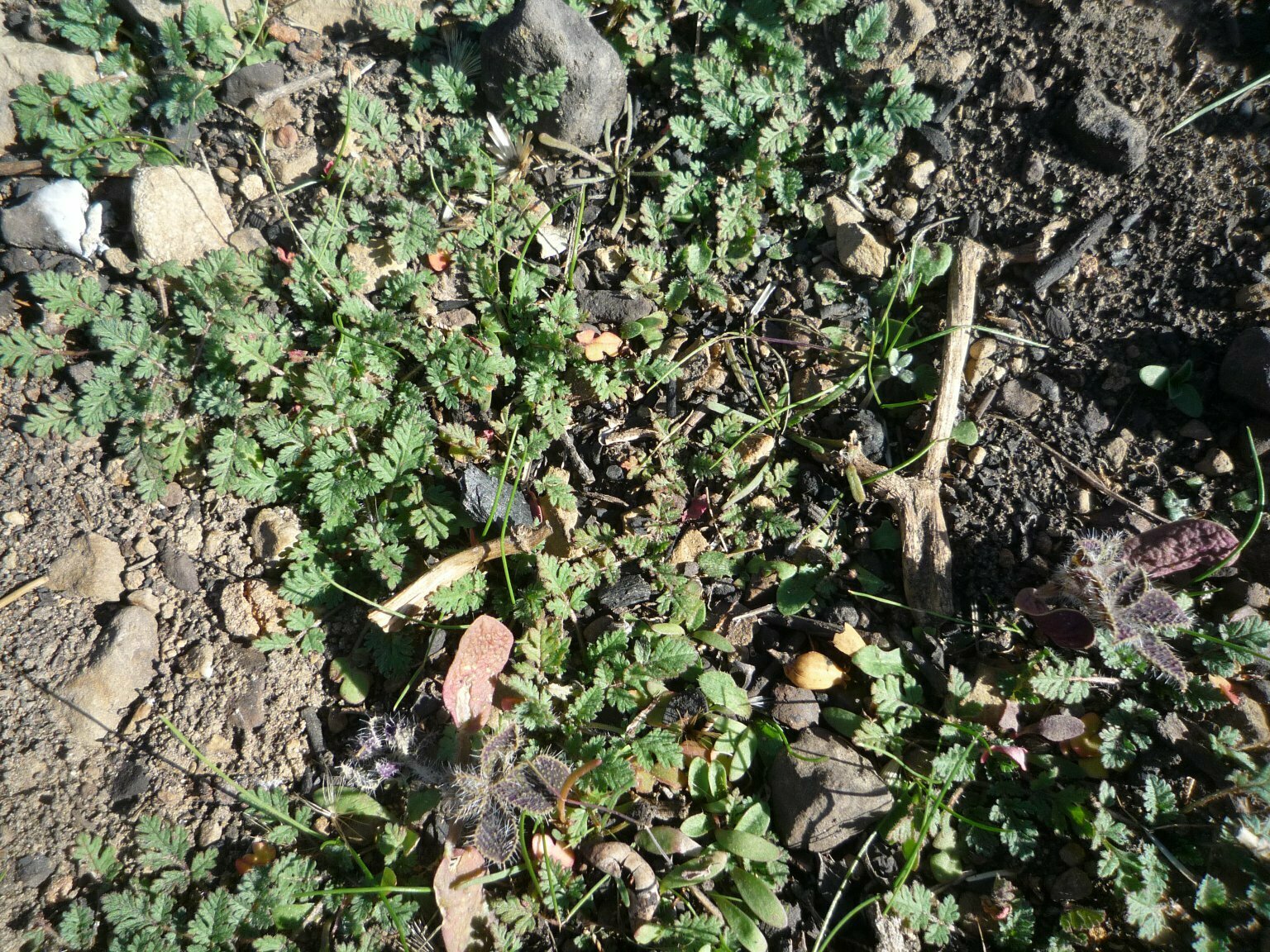 High Resolution Erodium cicutarium Leaf